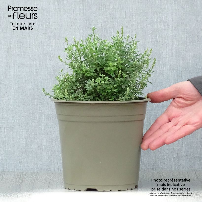 Exemplar von Cytisus spachiana Phebus - Geißklee Topf mit 4L/5L wie im Frühjahr geliefert