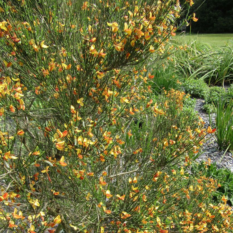 Edelginster Apricot Gem - Cytisus scoparius (Flowering)