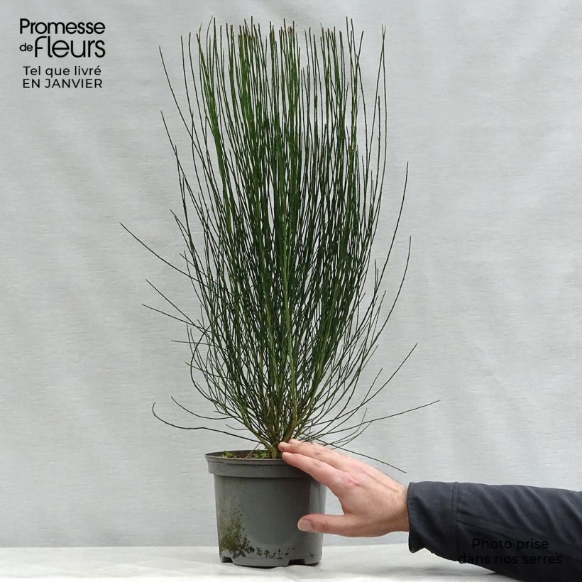 Exemplar von Edelginster Apricot Gem - Cytisus scoparius Topf mit 2L/3L wie im Winter geliefert