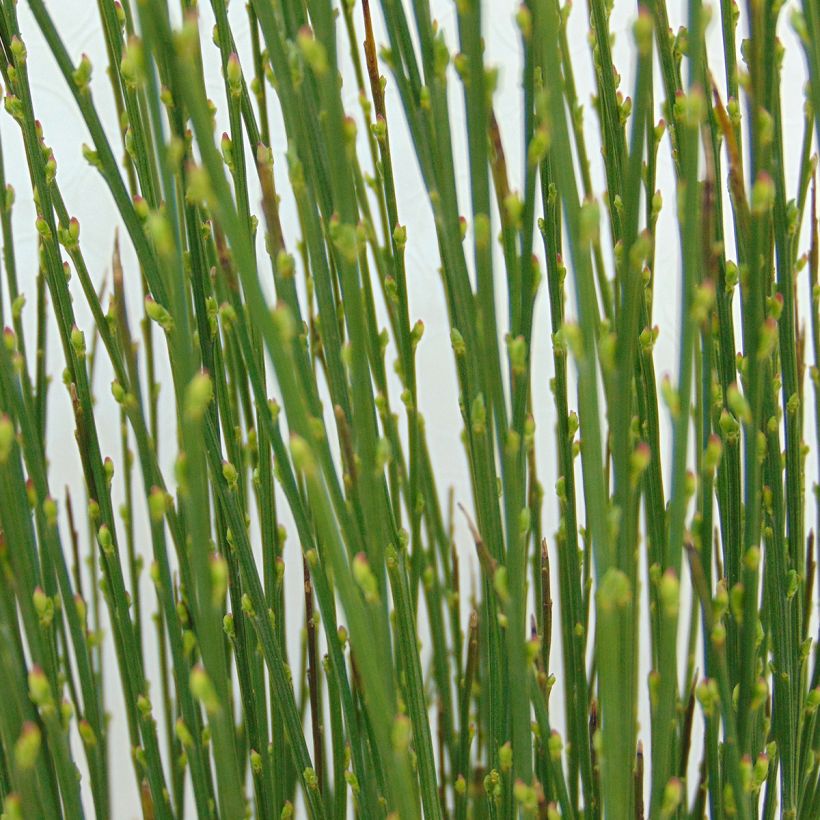 Edelginster Apricot Gem - Cytisus scoparius (Foliage)