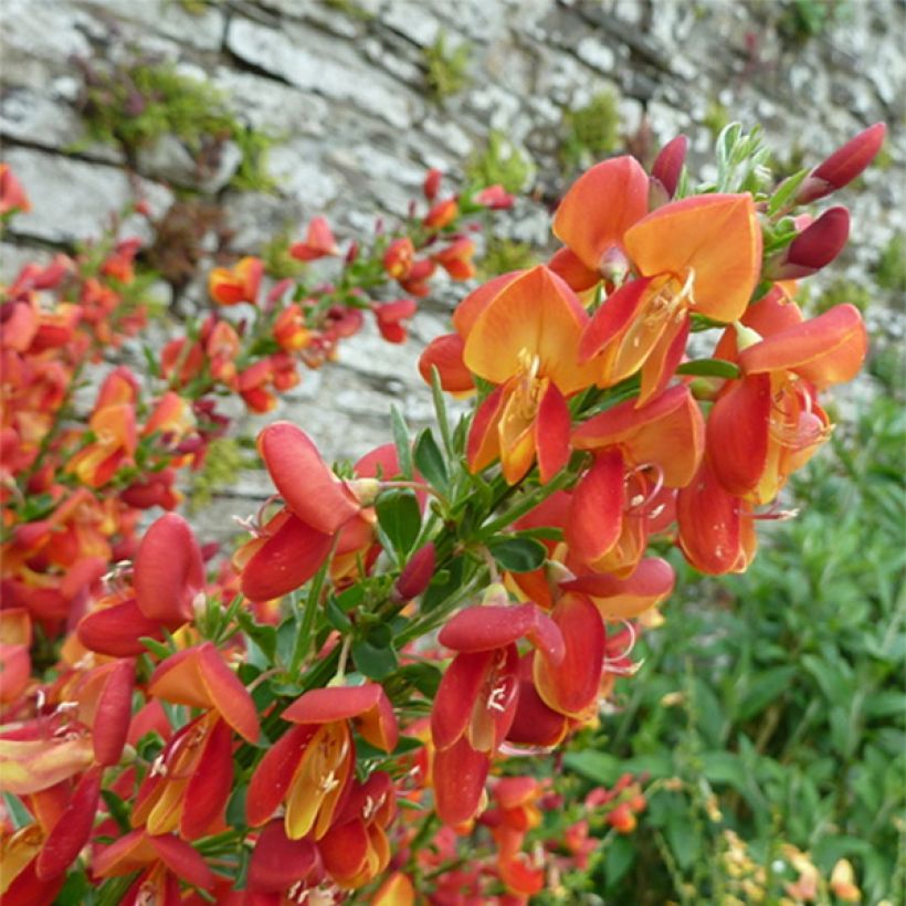 Edelginster Goldfinch - Cytisus scoparius (Flowering)