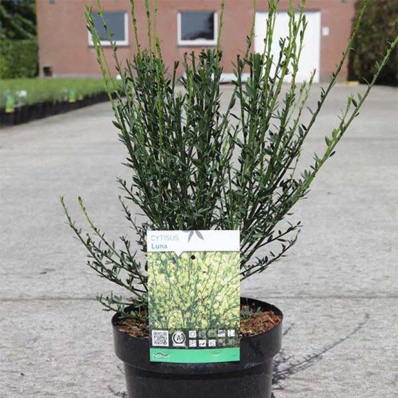 Edelginster Luna - Cytisus scoparius (Plant habit)