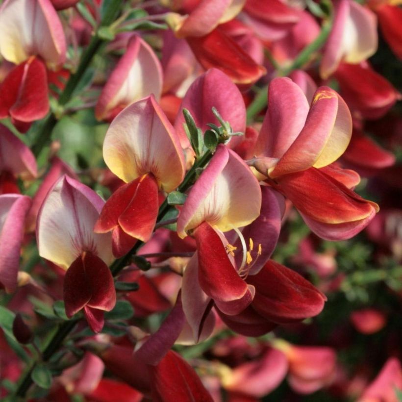 Edelginster Roter Favorit - Cytisus scoparius (Flowering)