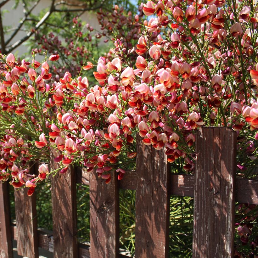 Edelginster Roter Favorit - Cytisus scoparius (Plant habit)