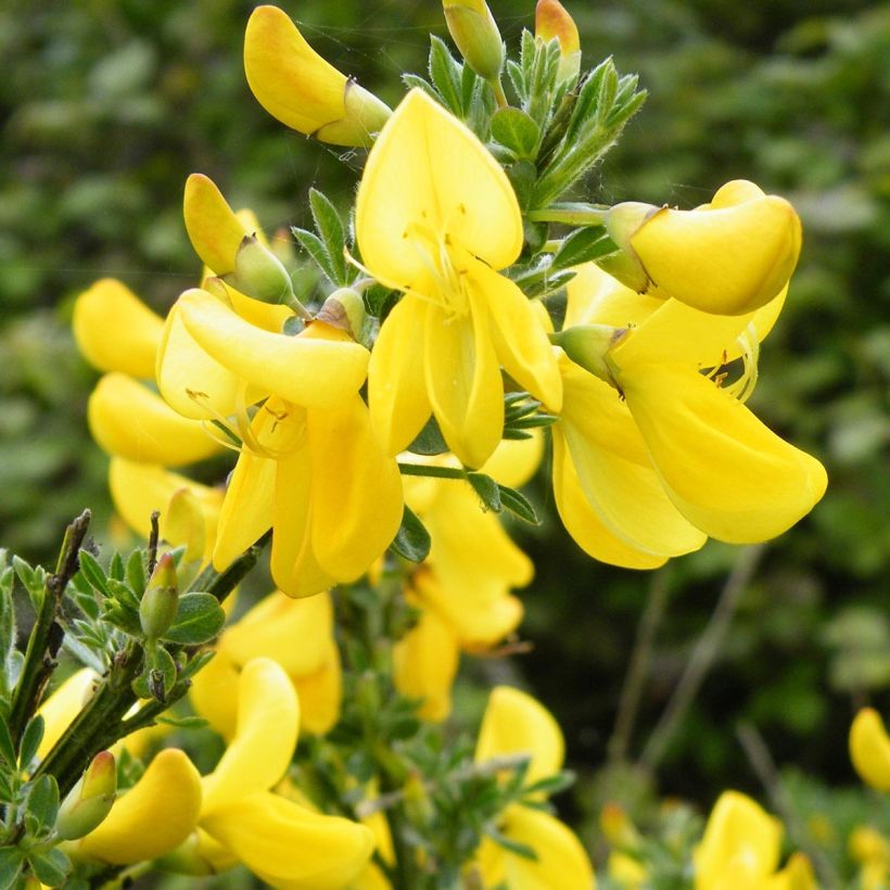 Edelginster Vanesse - Cytisus scoparius (Flowering)