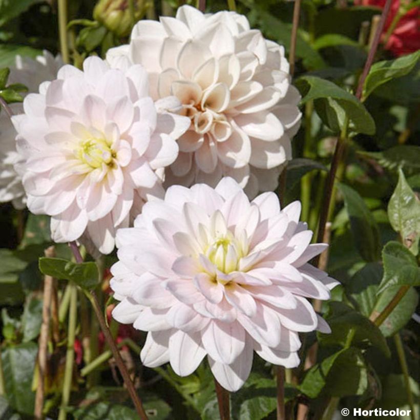 Schmuck-Dahlie Naples (Flowering)