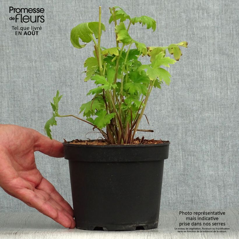 Exemplar von Pacific-Rittersporn Astolat - Delphinium Topf mit 2L/3L wie im Sommer geliefert