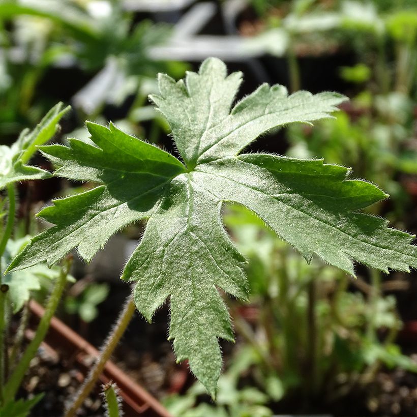 Hoher Rittersporn Highlander Sweet Sensation - Delphinium (Foliage)
