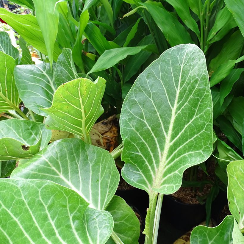 Dendroseris litoralis - Juan Fernández-Kohlbaum (Foliage)