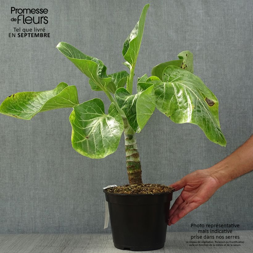 Example of Dendroseris litoralis - Juan Fernández-Kohlbaum Topf mit 4L/5L as you get in automne