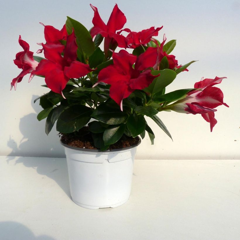 Dipladenia Diamantina Jade Red - Mandevilla (Flowering)