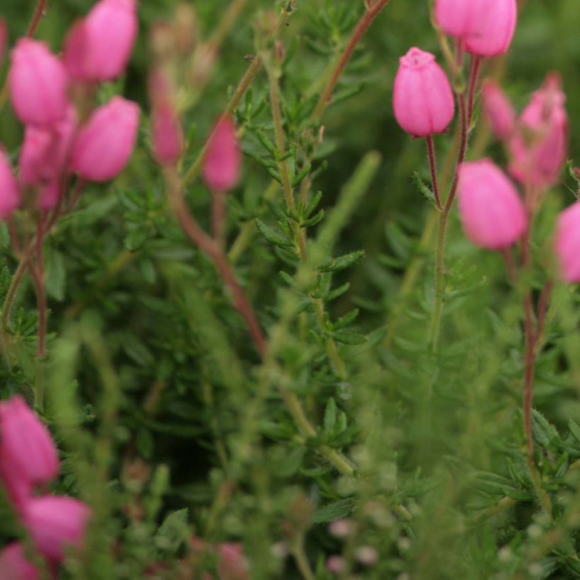 Irische Heide - Daboecia cantabrica (Foliage)