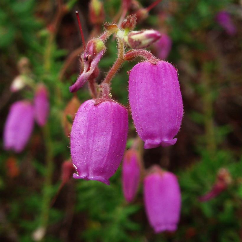 Irische Heide - Daboecia cantabrica (Flowering)
