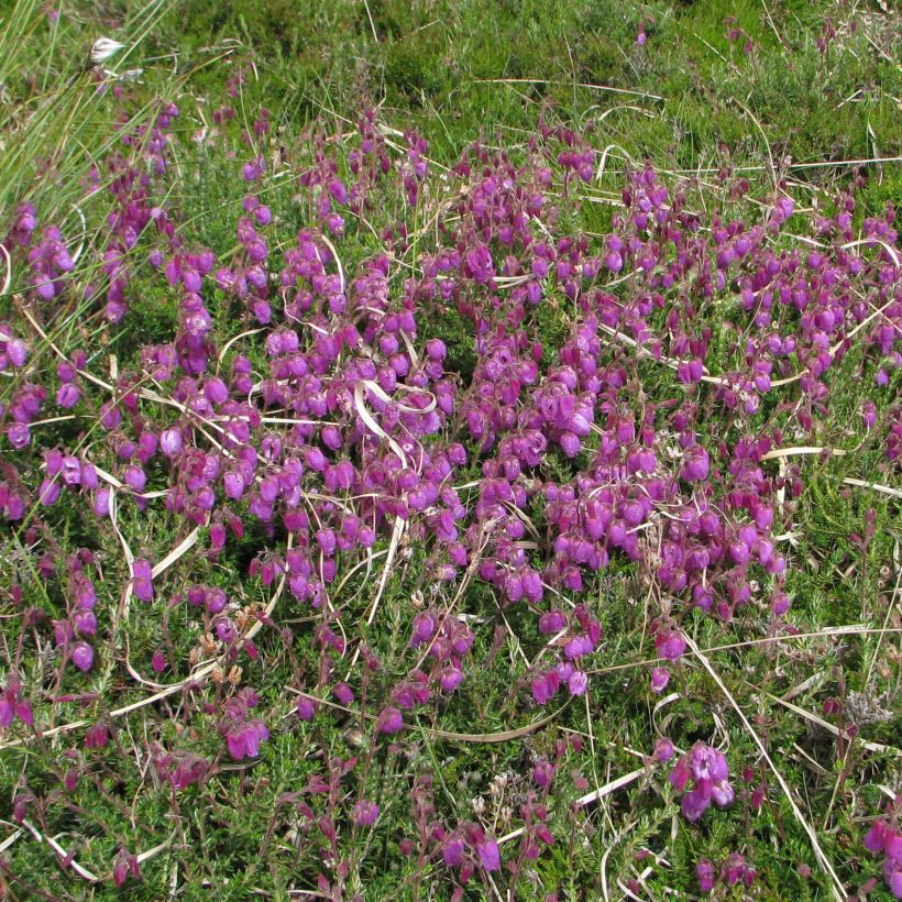 Irische Heide - Daboecia cantabrica (Plant habit)