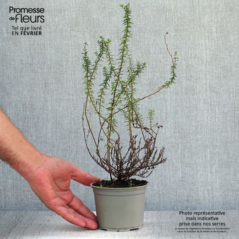 Example of Irische Heide Alba - Daboecia cantabrica Topf 12 cm / 13 cm as you get in automne
