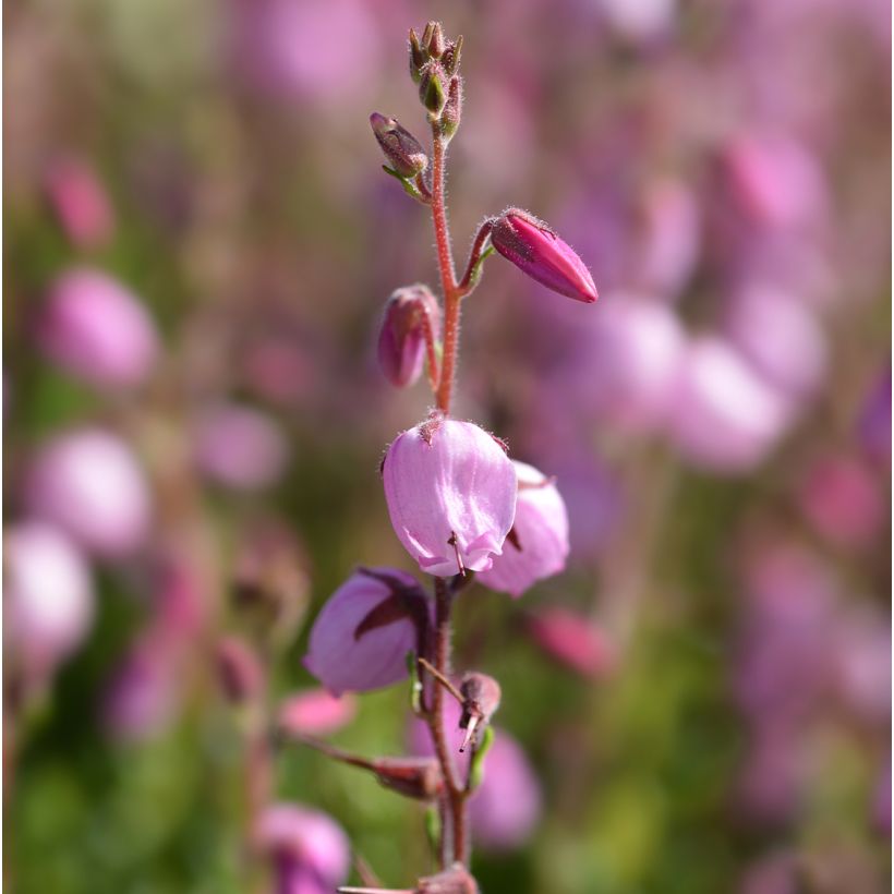 Irische Heide Globosa Pink - Daboecia cantabrica (Flowering)