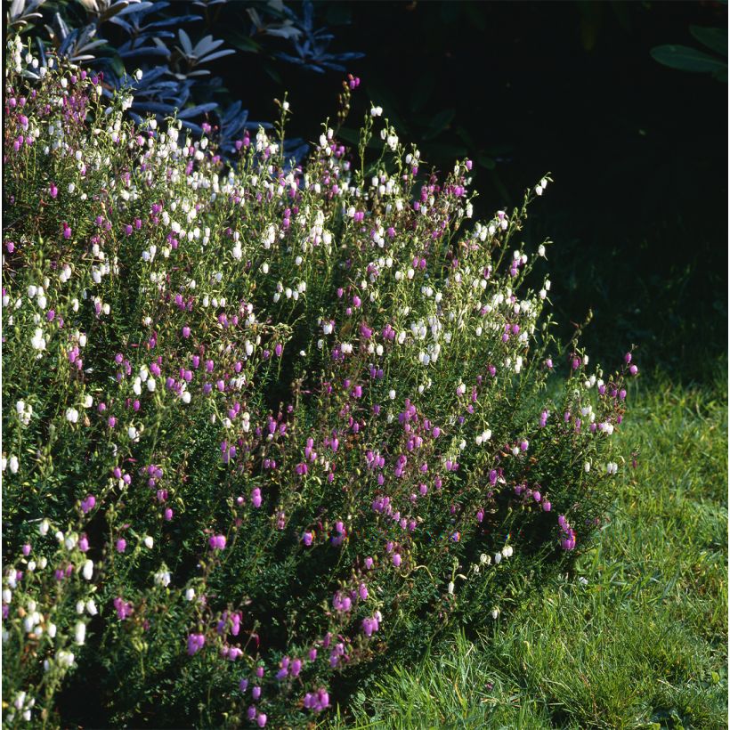 Irische Heide Globosa Pink - Daboecia cantabrica (Plant habit)