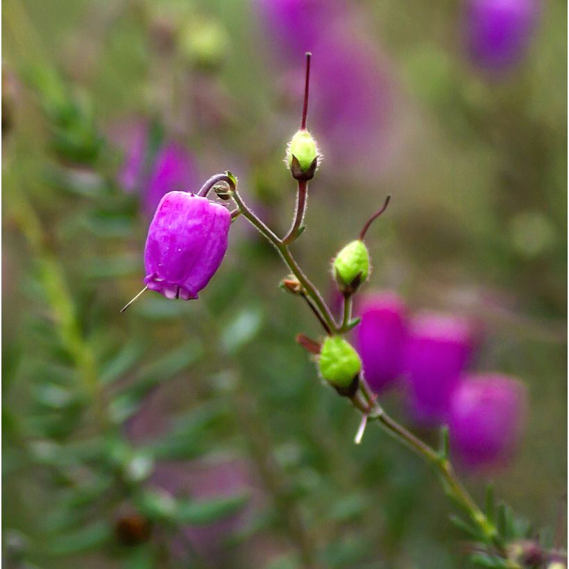 Irische Heide Purpurea - Daboecia cantabrica (Flowering)