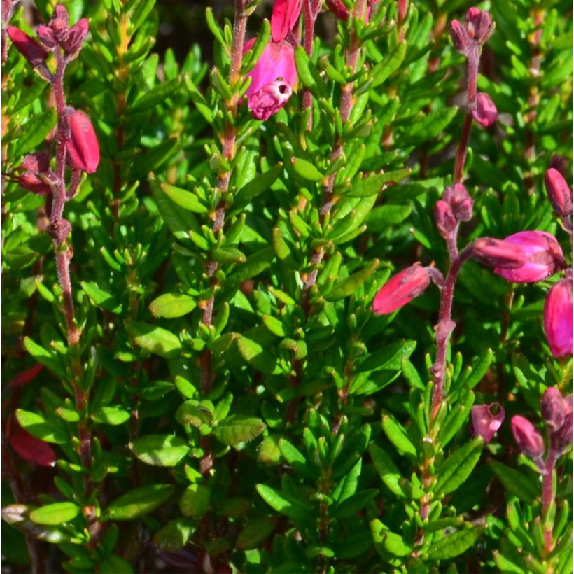 Irische Heide Waley's Red - Daboecia cantabrica (Foliage)