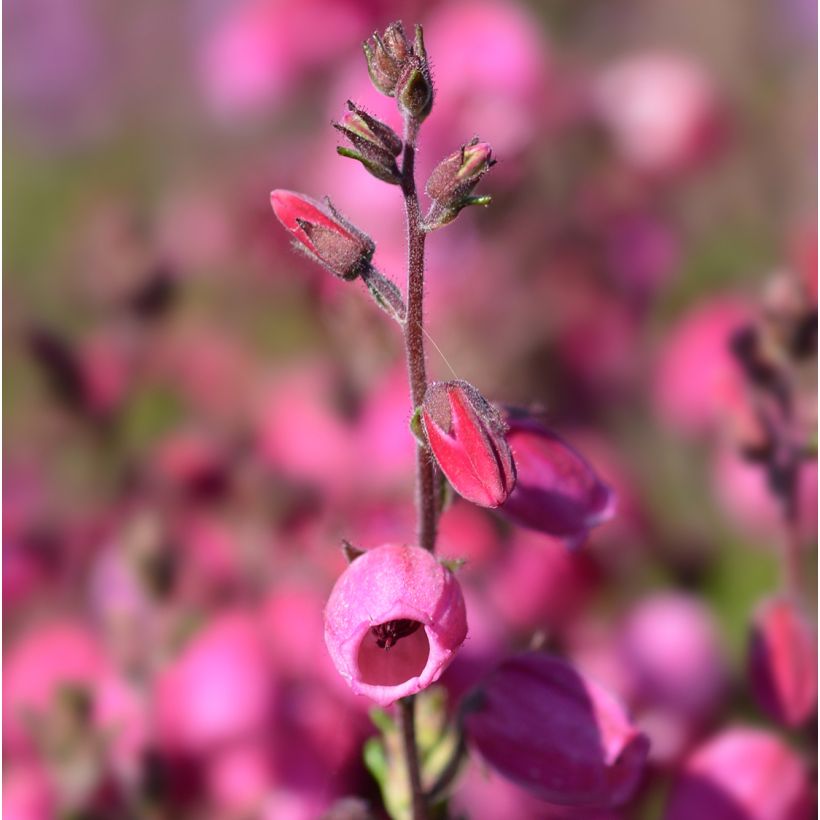 Irische Heide Waley's Red - Daboecia cantabrica (Flowering)