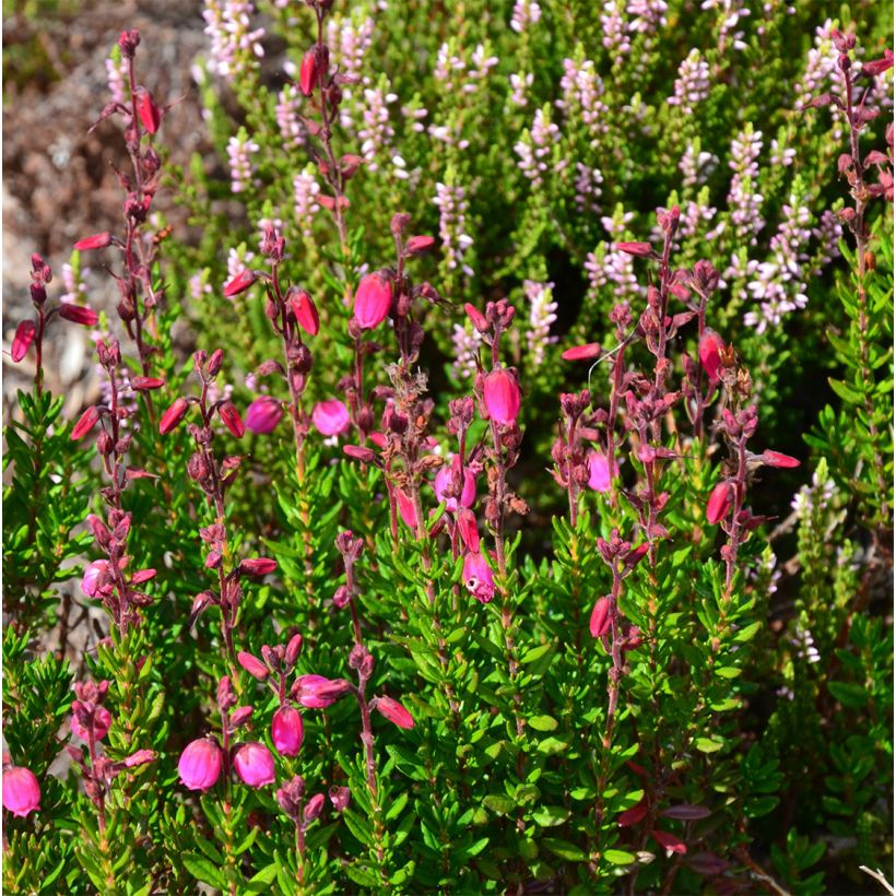 Irische Heide Waley's Red - Daboecia cantabrica (Plant habit)