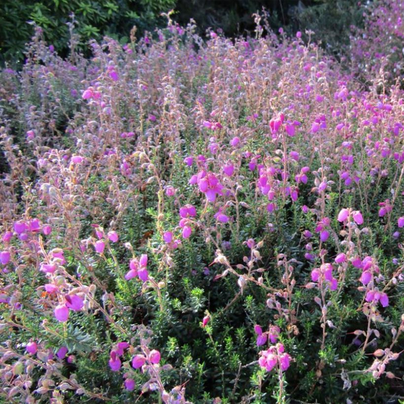 Daboecia scotica William Buchanan - Irische Glockenheide (Plant habit)