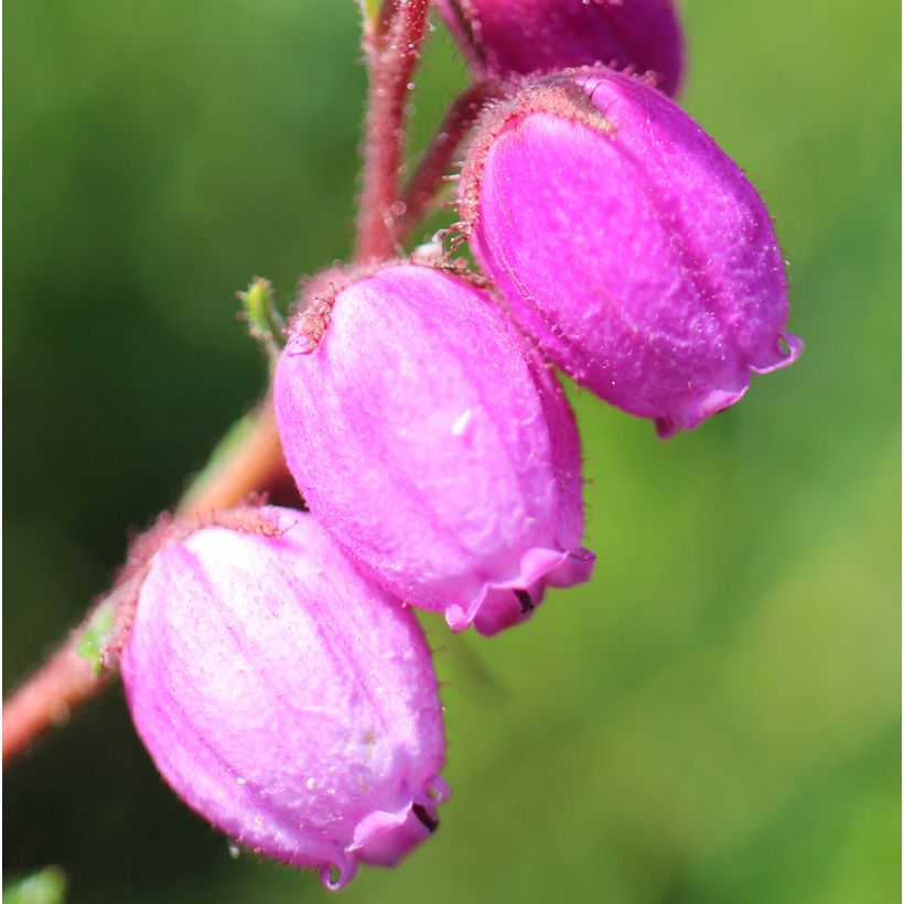 Daboecia scotica William Buchanan - Irische Glockenheide (Flowering)