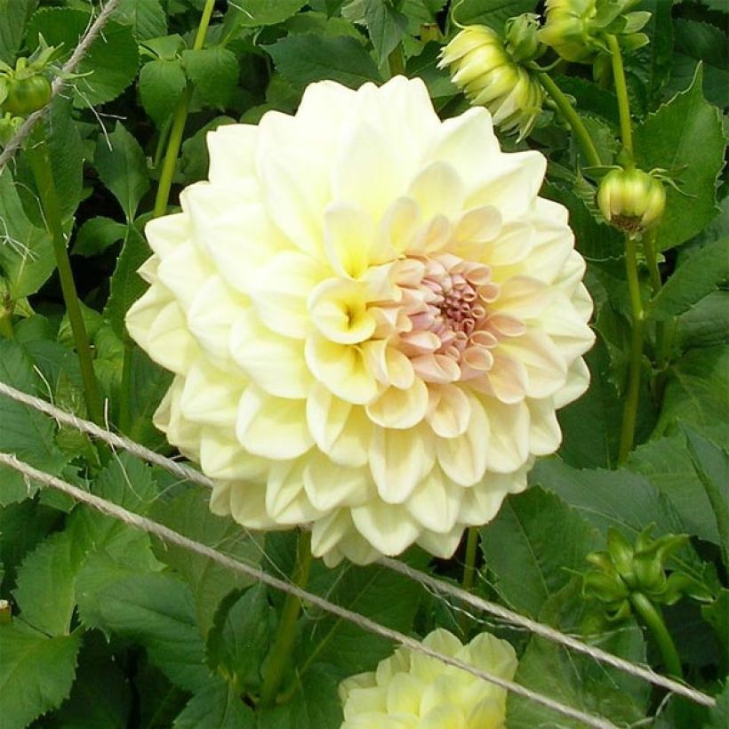 Dekorative Dahlie Alloway Cottage (Flowering)