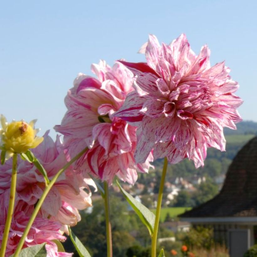 Schmuck-Dahlie Anatol (Flowering)