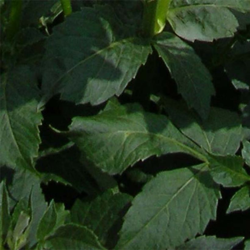 Anemonenblütige Dahlie Platinum Blonde (Foliage)