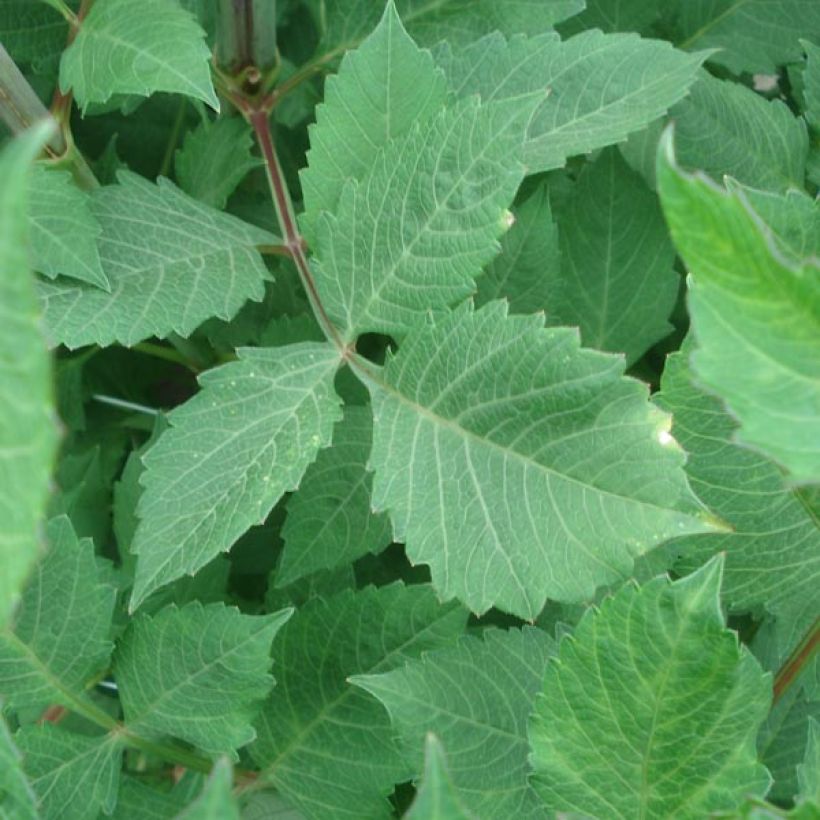 Schmuck-Dahlie Anne Cornelia (Foliage)