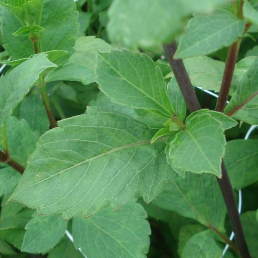 Dekorative Dahlie Apricot Desire (Foliage)