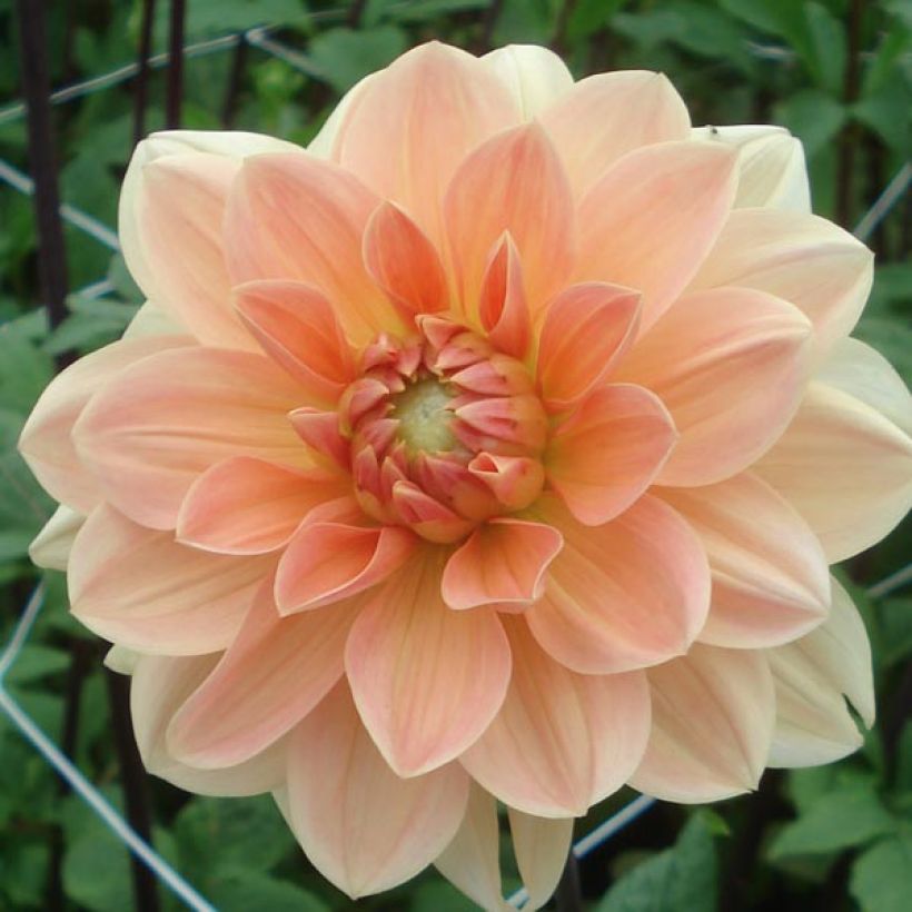 Dekorative Dahlie Apricot Desire (Flowering)