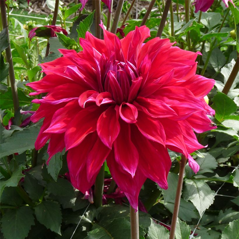 Schmuck-Dahlie Babyloon Pourpre (Flowering)