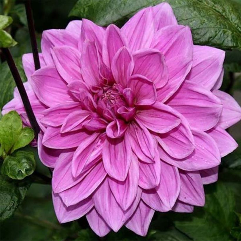Schmuck-Dahlie Babylon Rose (Flowering)