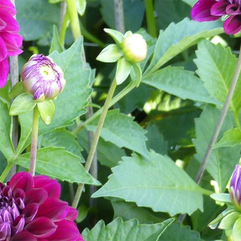 Schmuck-Dahlie Duke Duweno (Foliage)