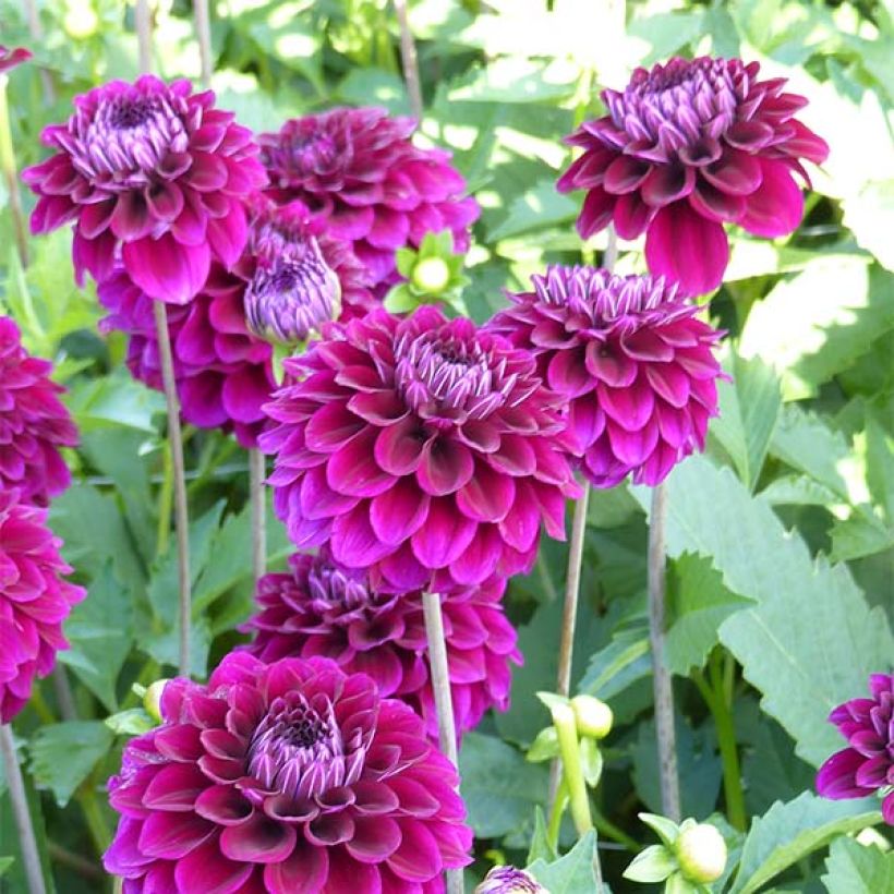 Schmuck-Dahlie Duke Duweno (Flowering)