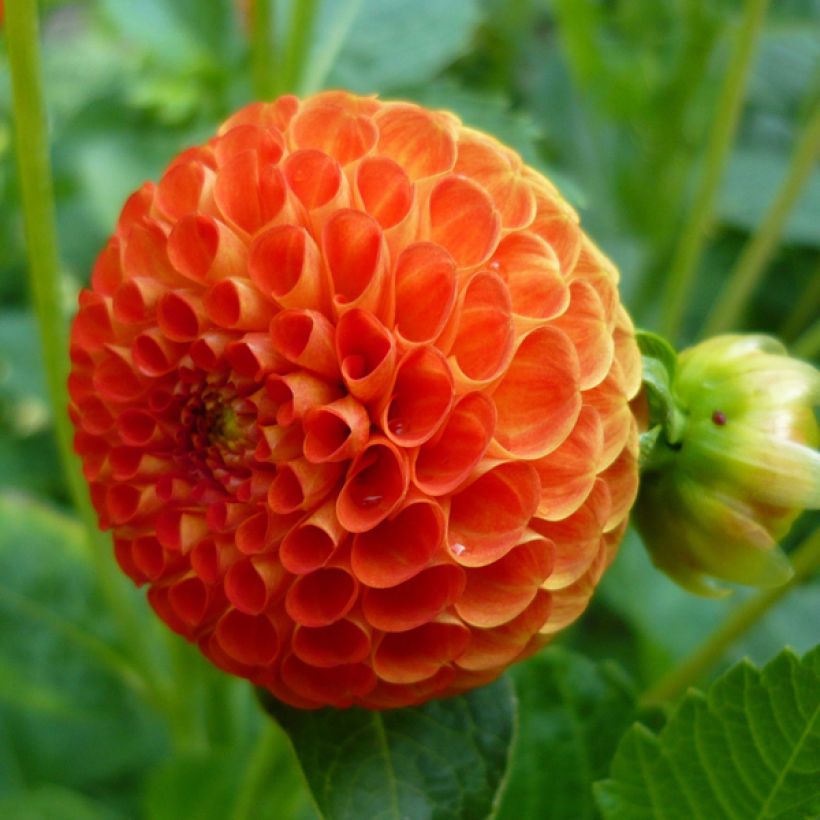 Pompon-Dahlie Bantling (Flowering)