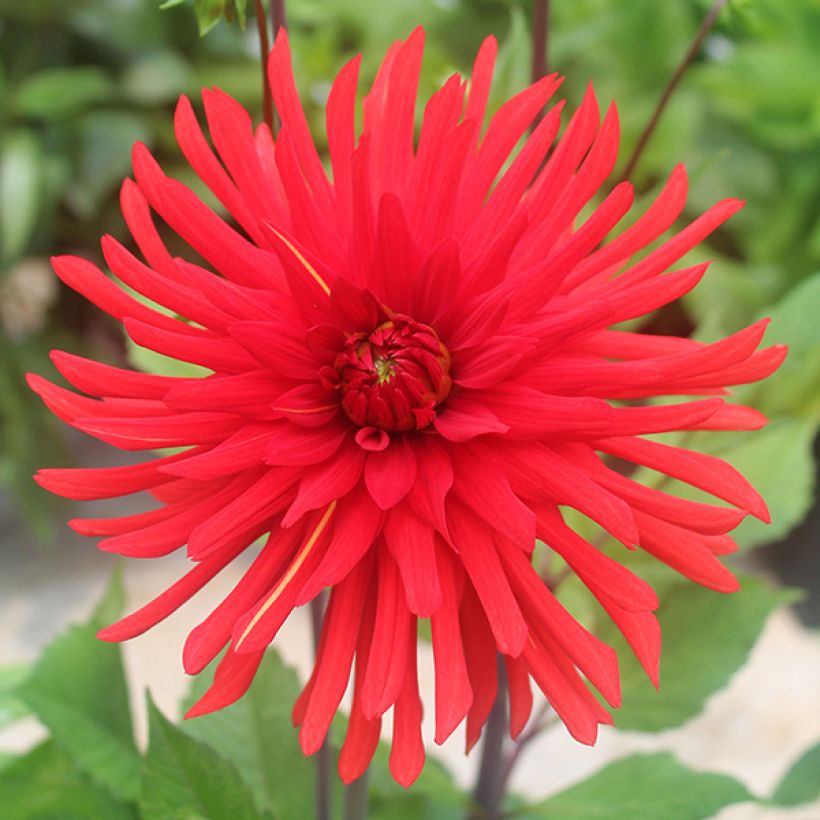 Kaktus-Dahlie Berger's Record (Flowering)