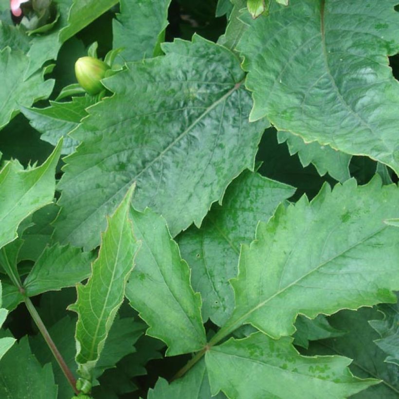 Zwerg-Dahlie Berliner Kleene (Foliage)