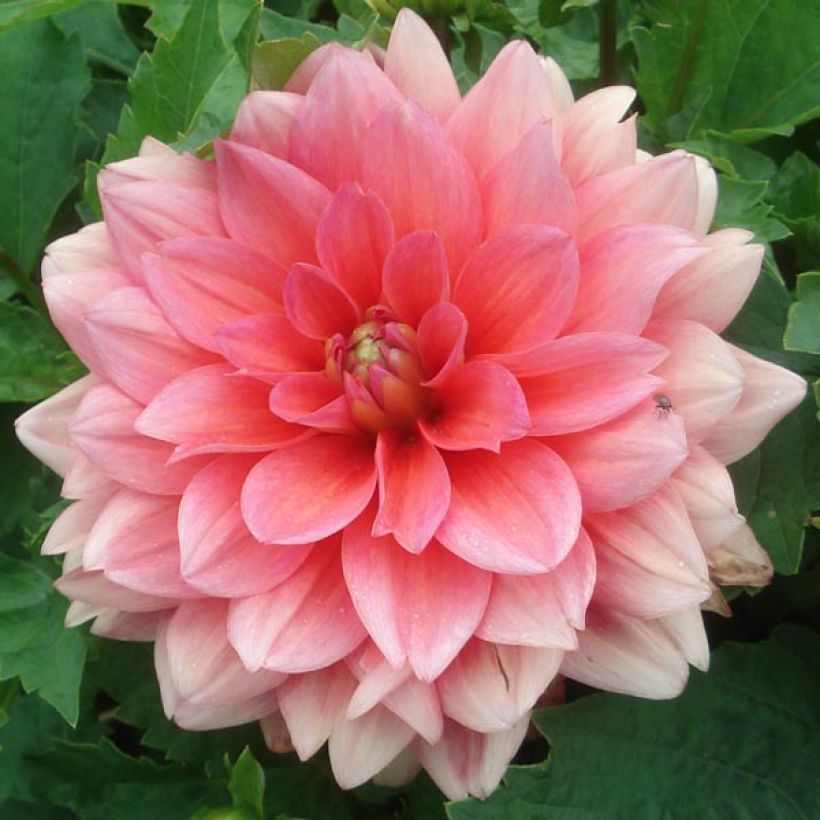 Zwerg-Dahlie Berliner Kleene (Flowering)
