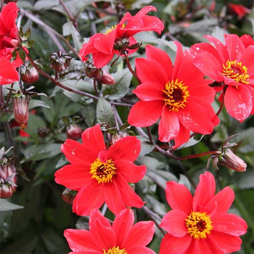 Bauer-Dahlie Bishop of Lancaster (Flowering)