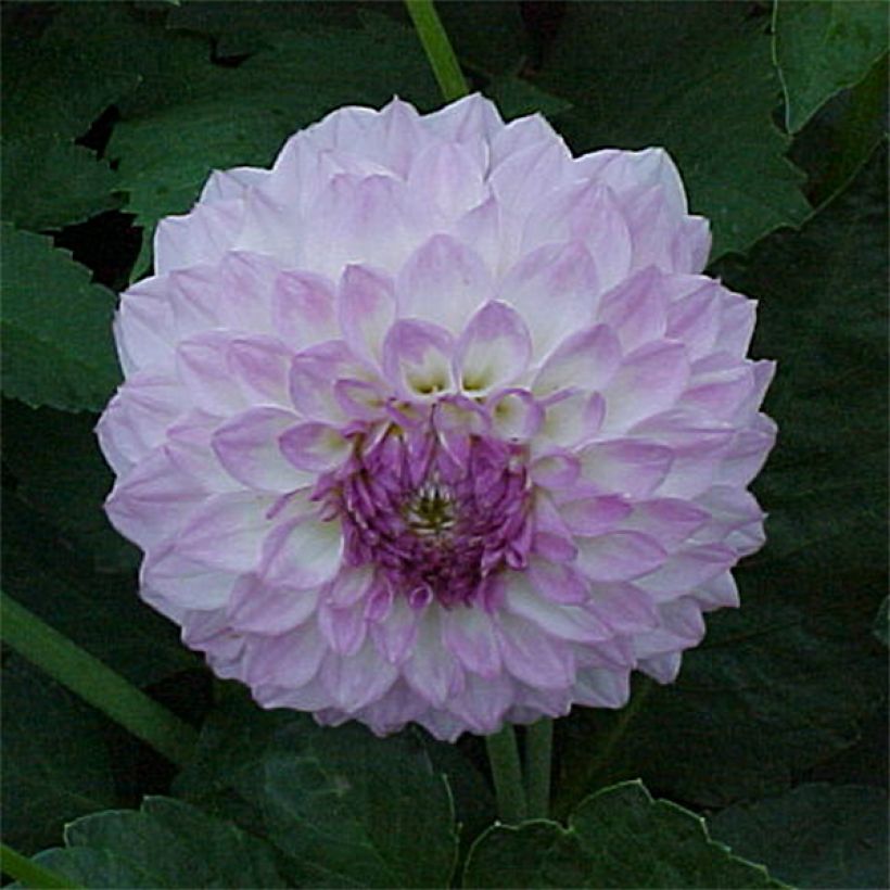 Schmuck-Dahlie Bistro (Flowering)