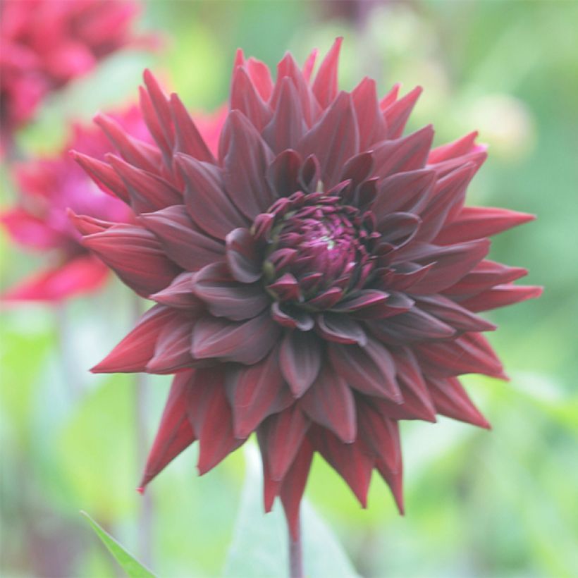 Kaktus-Dahlie Black Wizzard (Flowering)