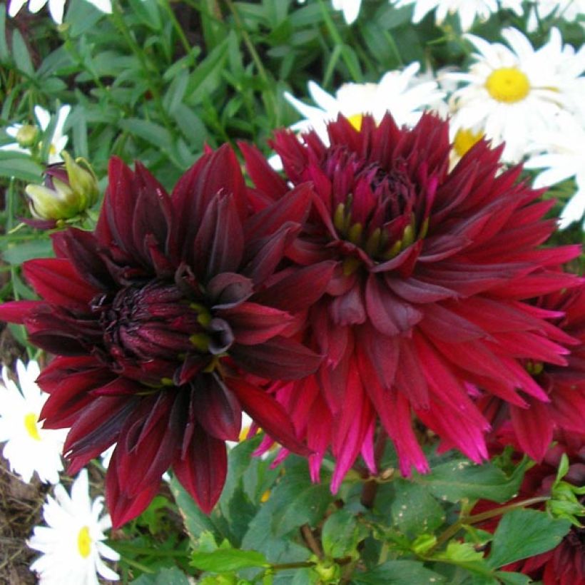 Kaktus-Dahlie Black Touch (Flowering)