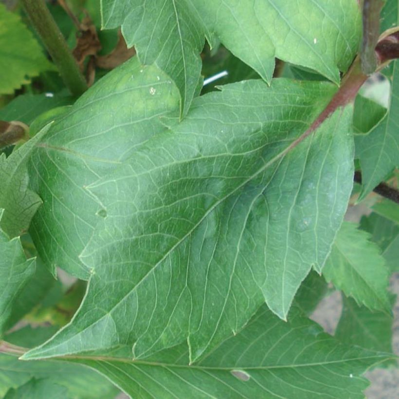Schmuck-Dahlie Blue Bell (Foliage)