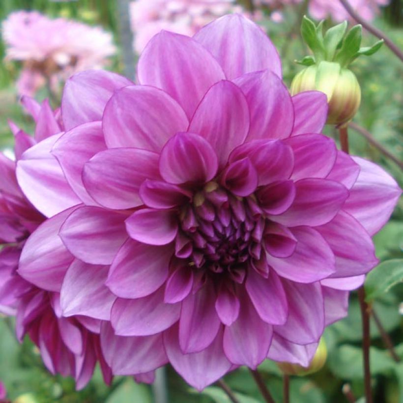 Schmuck-Dahlie Blue Bell (Flowering)