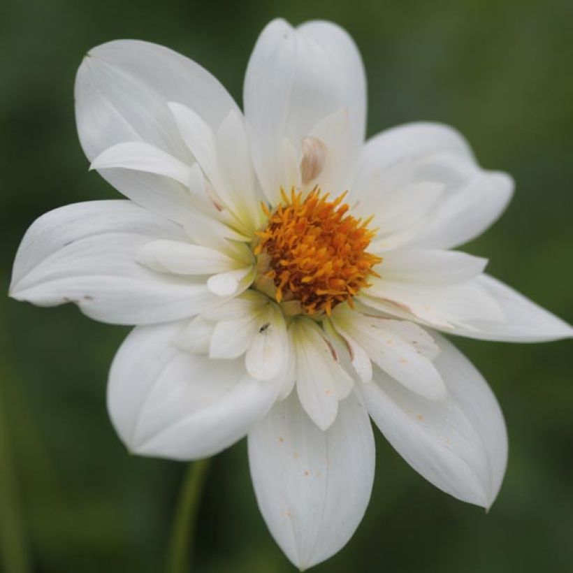 Halskrausen-Dahlie Bride's Bouquet (Flowering)
