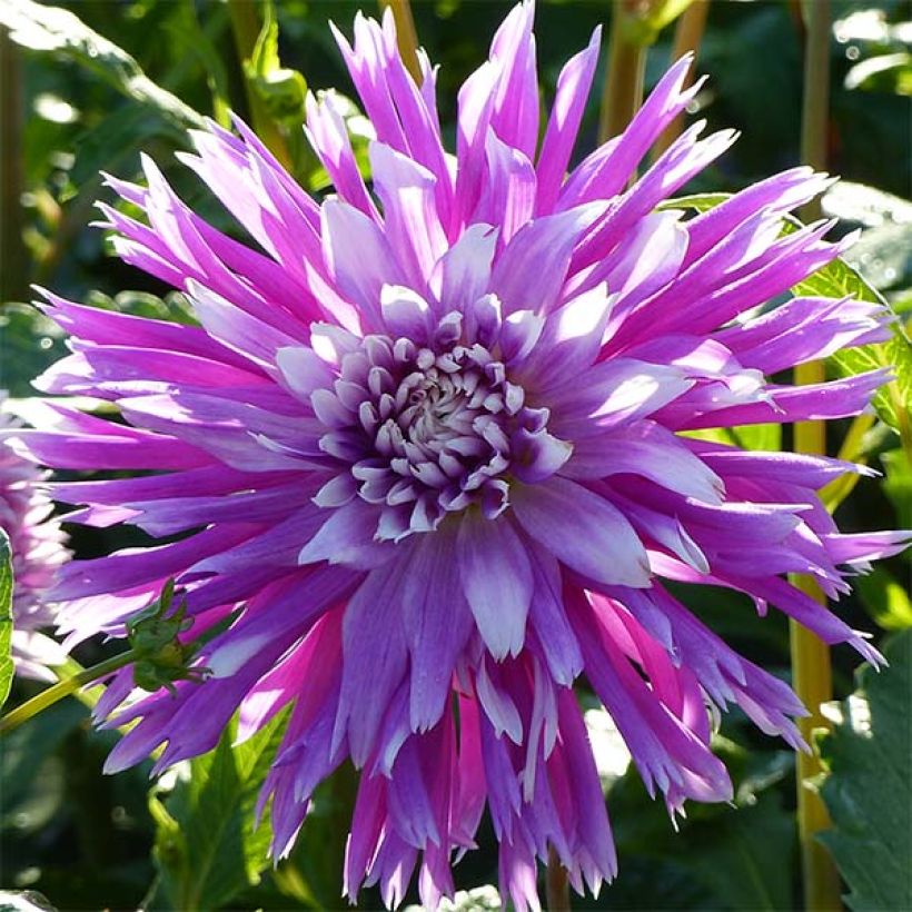 Kaktus-Dahlie Table Dancer (Flowering)