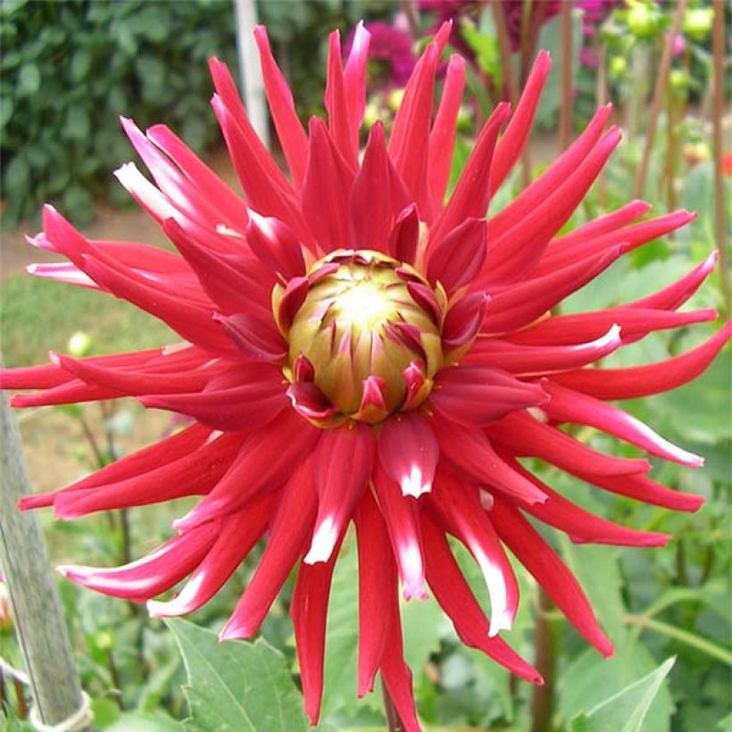 Kaktus-Dahlie Friquolet (Flowering)
